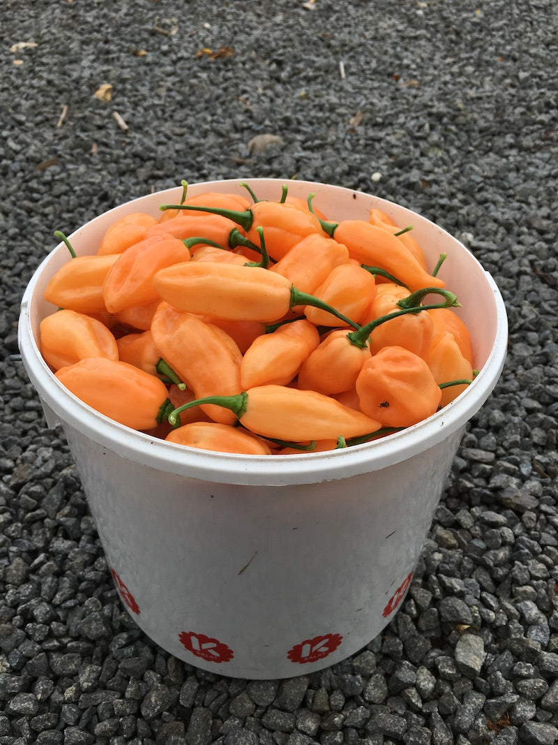 Apricot - Plante