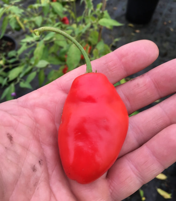 Rocoto La Paz Rojo - Plante!