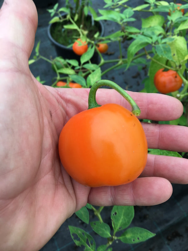Rocoto Marlene - C.pubescens