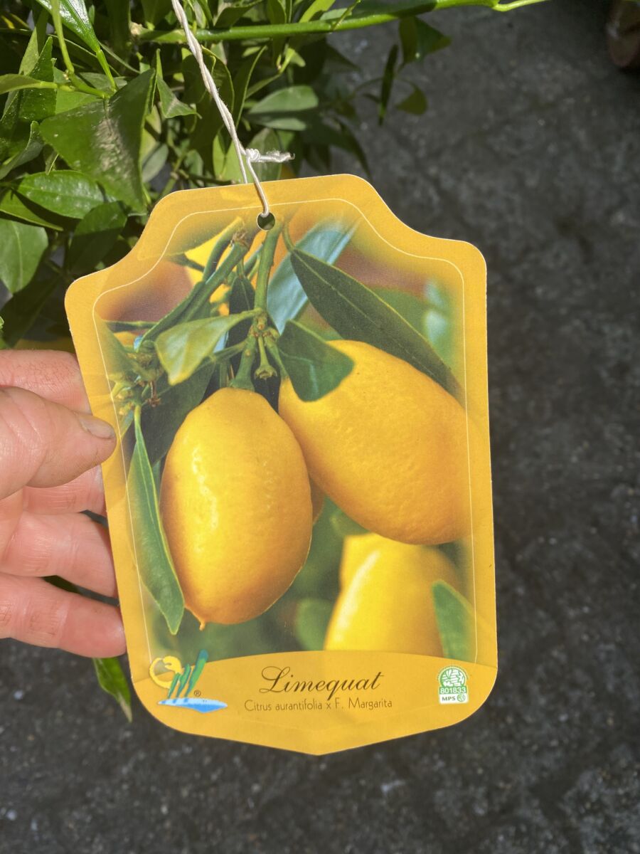 Limequat - Citrus aurantifolia X Fortunella margarita