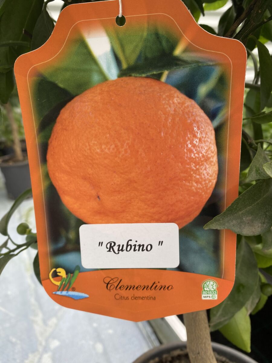 Blod Clementin 'Rubino' - Citrus clementino