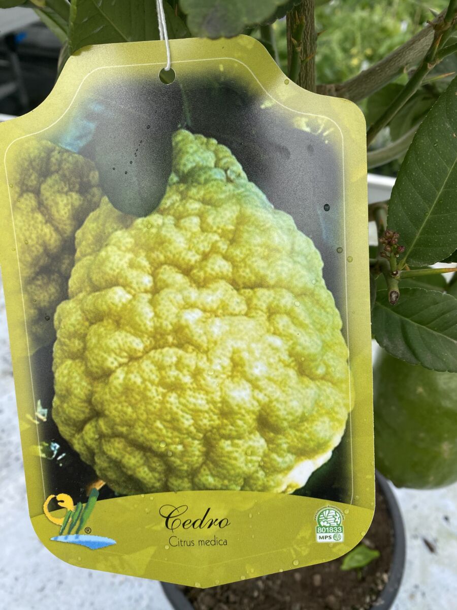 Citron Cedro - Citrus medica 'Cedro'