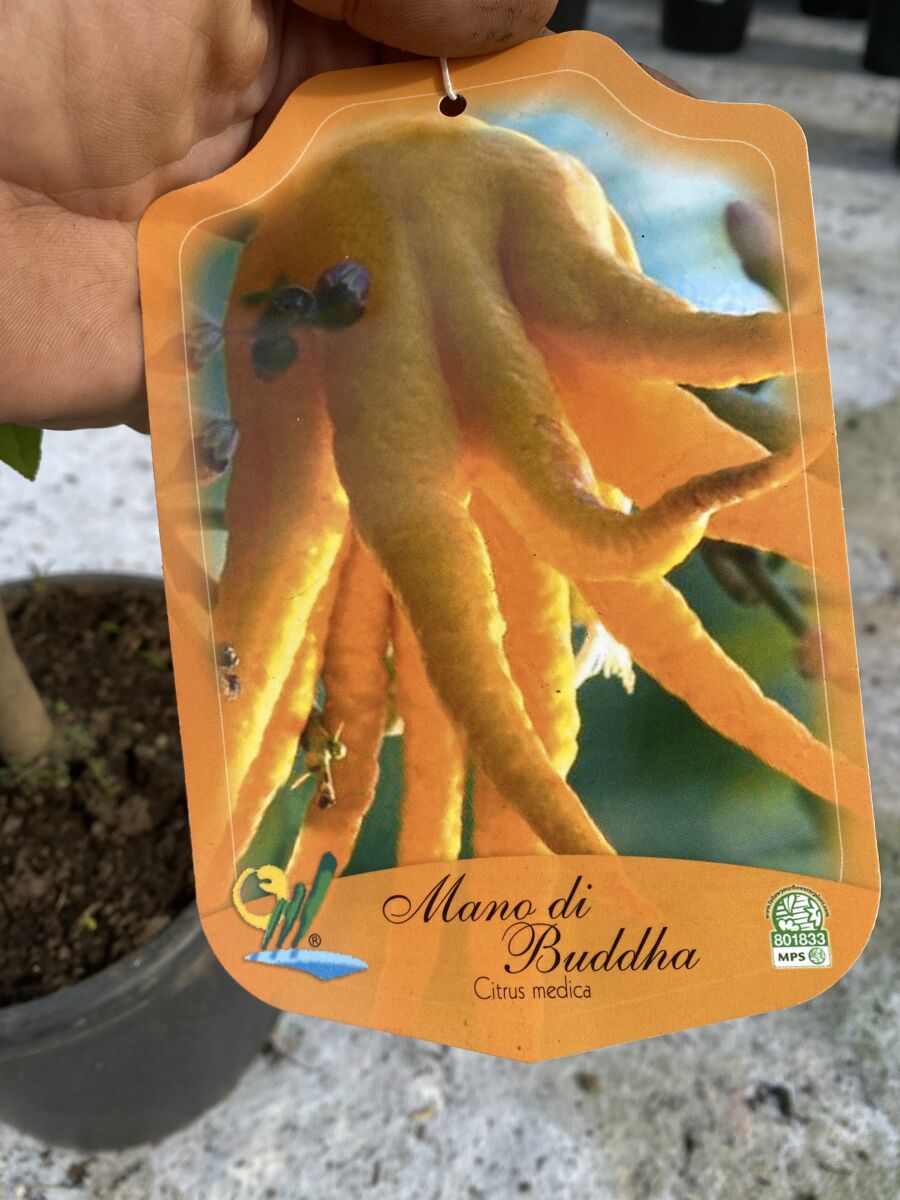 Buddha's Hånd - Citrus medica var. sarcodactylis