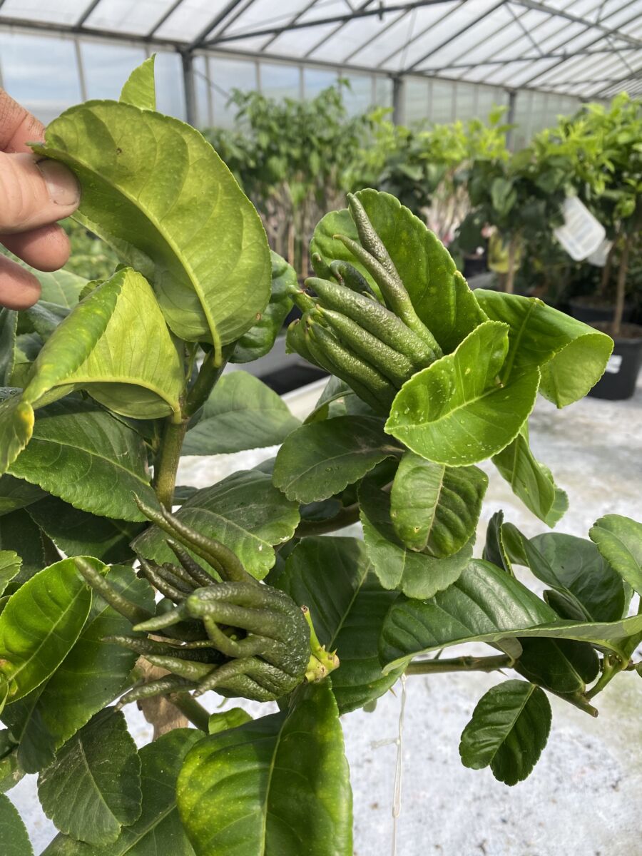Buddha's Hånd - Citrus medica var. sarcodactylis