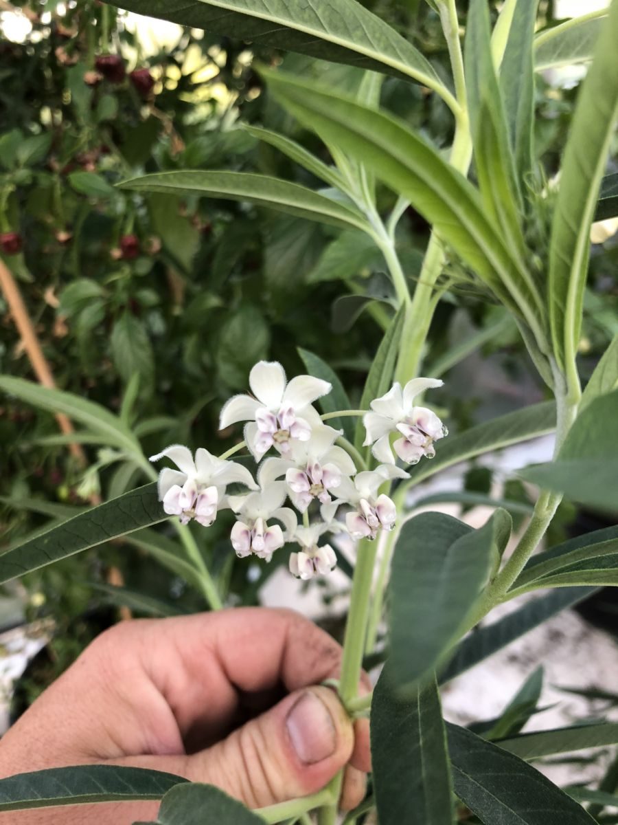 Silkeplante / Ballonplante- Asclepias physocarpa