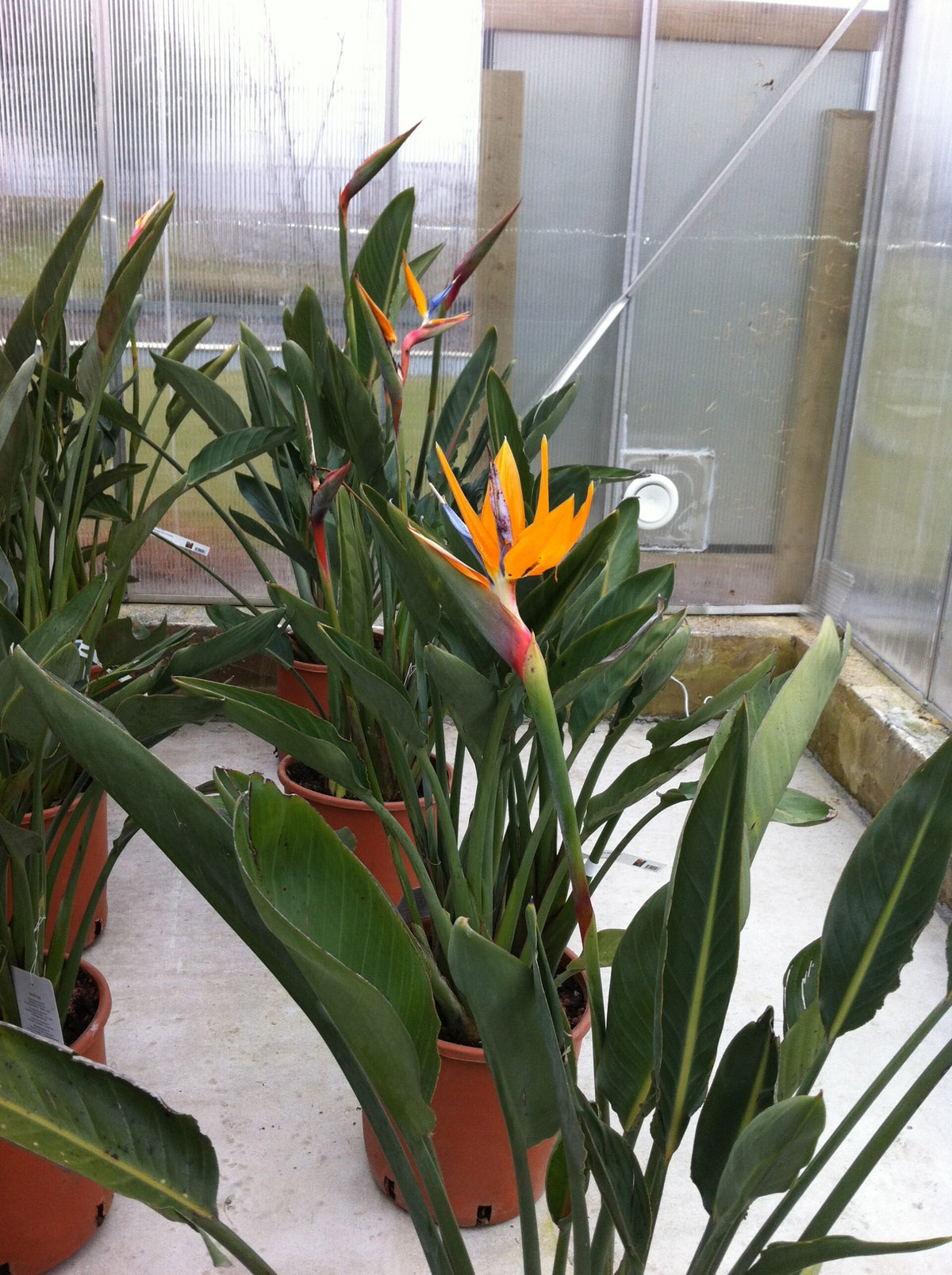 Strelitzia regina - Bird of Paradise - STOR plante