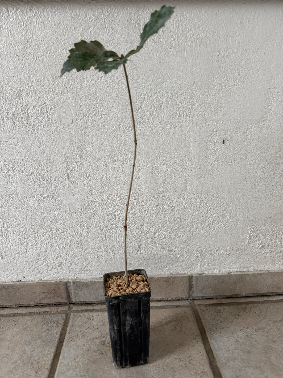 Trøffeltræ - Sort trøffel (Vinter-eg/Tuber melanosporum)