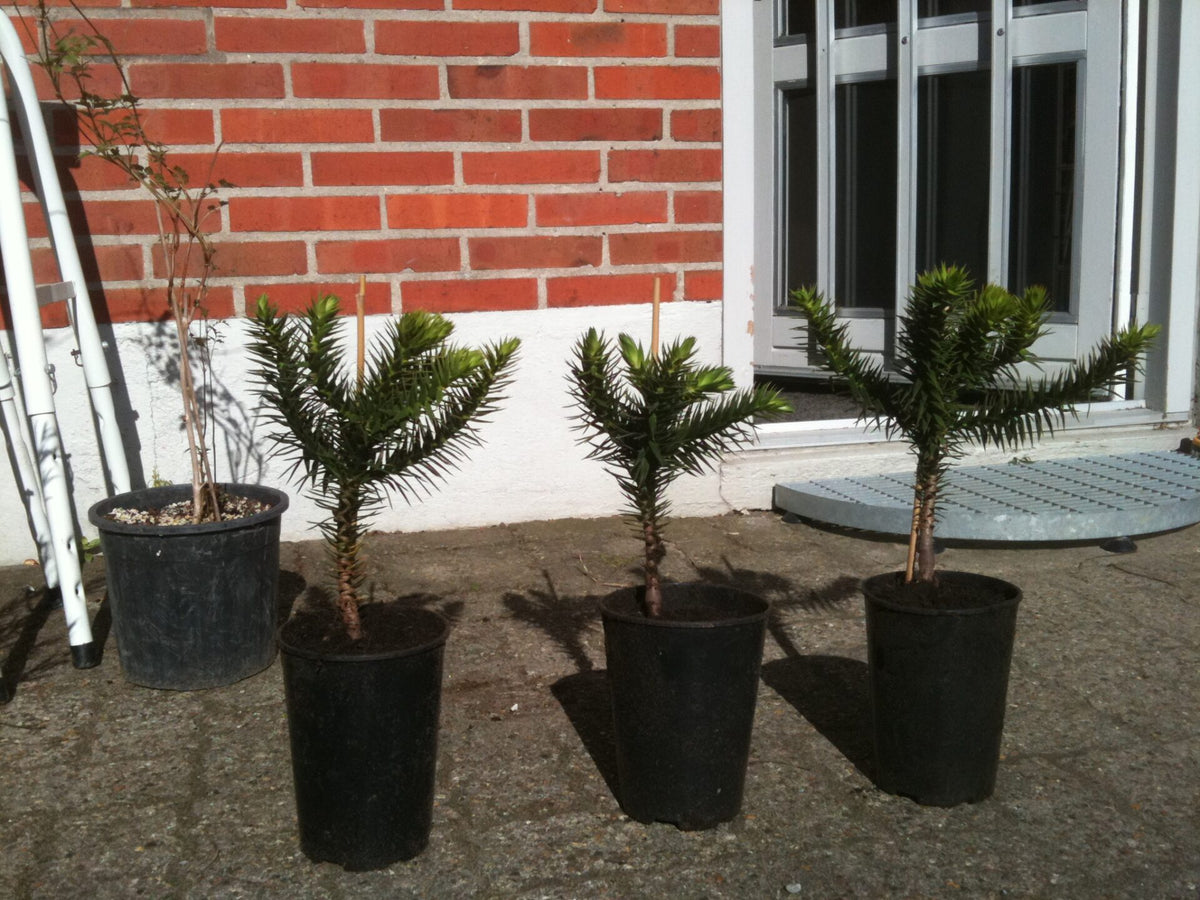 Abernes Skræk - Araucaria araucana