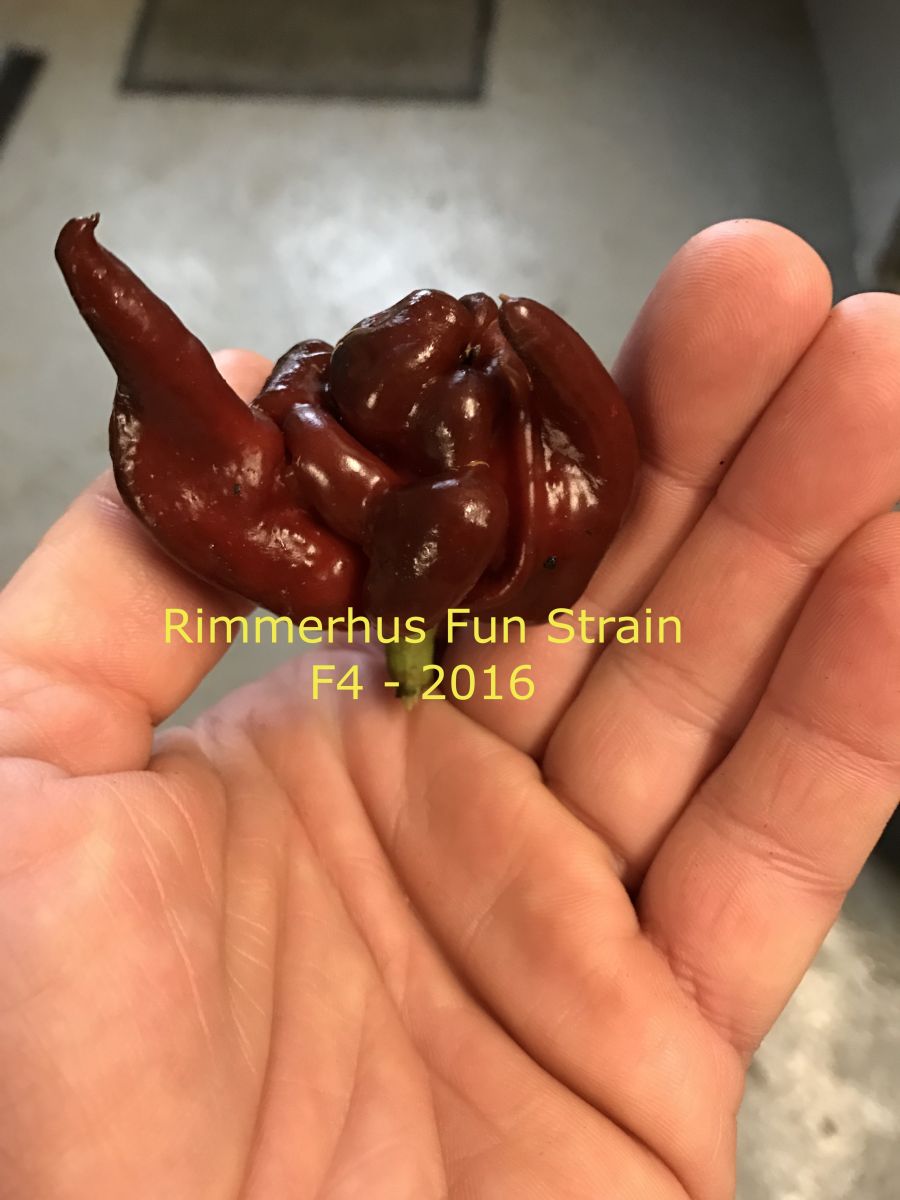 Rimmerhus Fun Strain F5 - C. chinense - Plante
