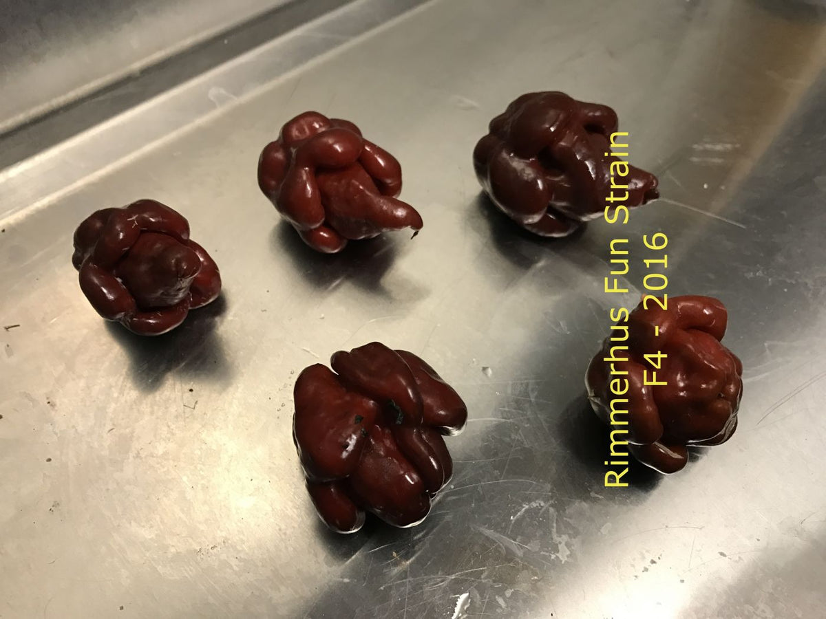 Rimmerhus Fun Strain F5 - C. chinense - Plante