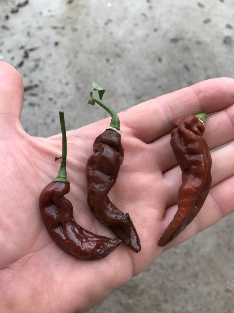 Habanero Chocolate Lightning - C. chinense