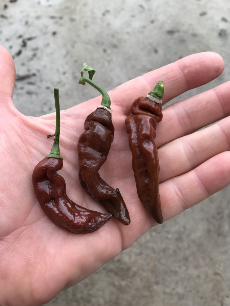 Habanero Chocolate Lightning - C. chinense