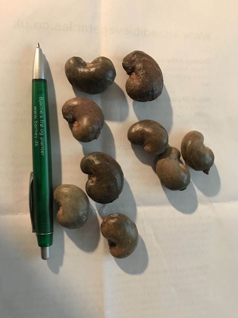 Cashew nød - Anacardium occidentale