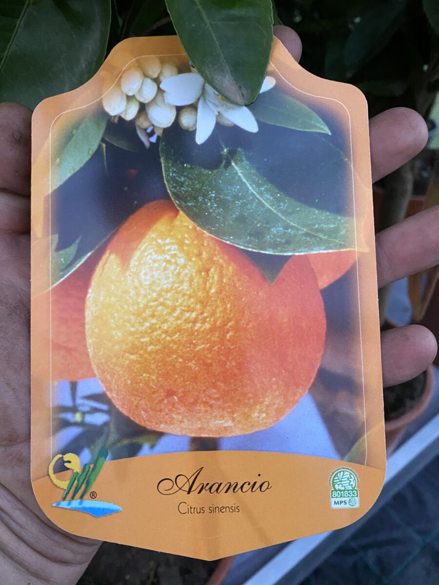 Appelsin - Citrus sinensis