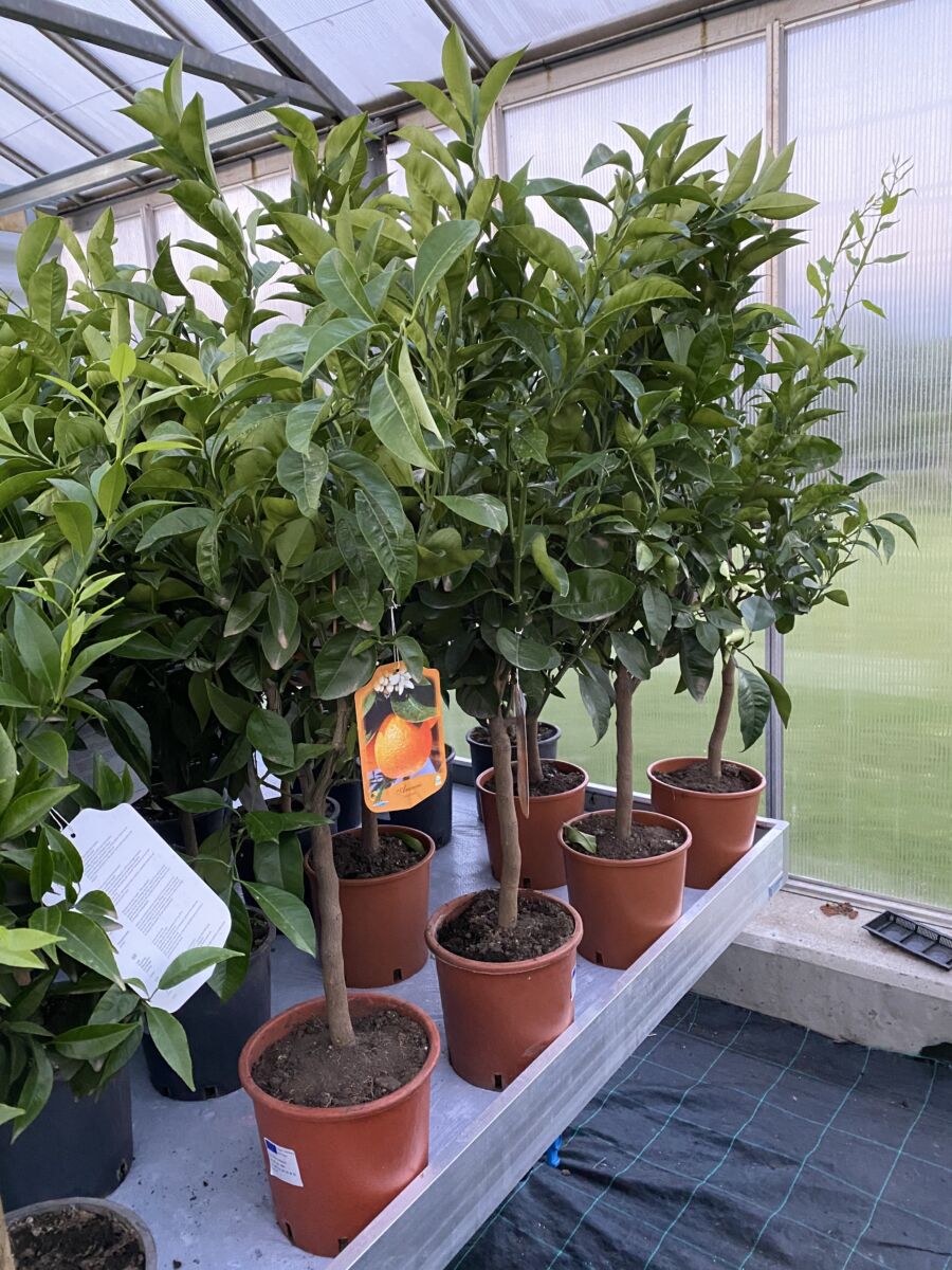 Appelsin - Citrus sinensis