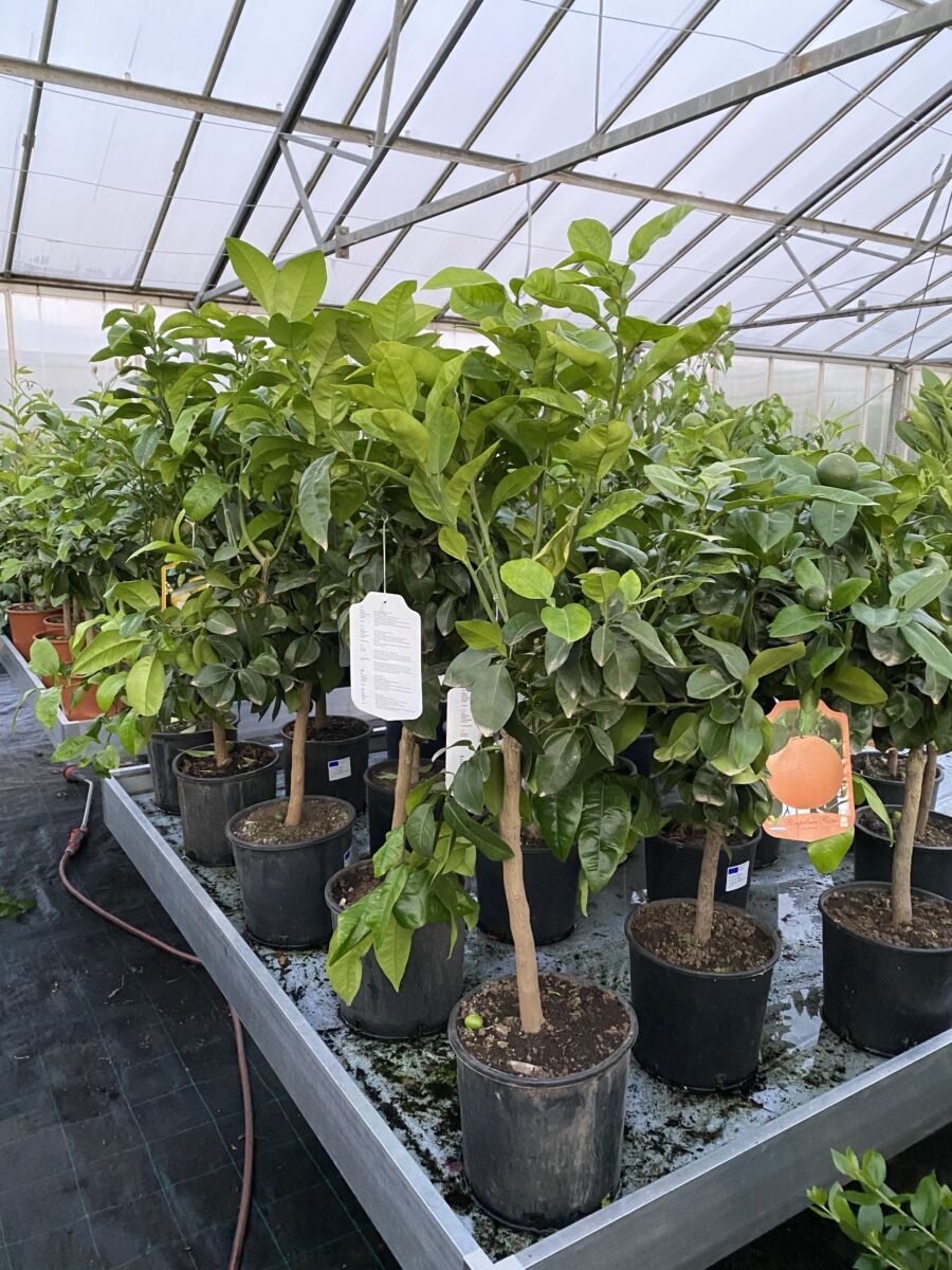 Rød Grapefrugt - Citrus paradisi