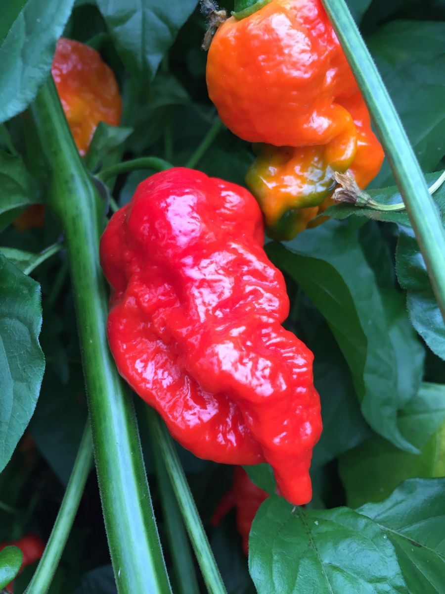 7 Pot Katie - 100 gram