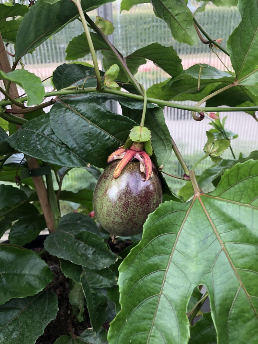 Passionsfrugt - Passiflora edulis var edulis