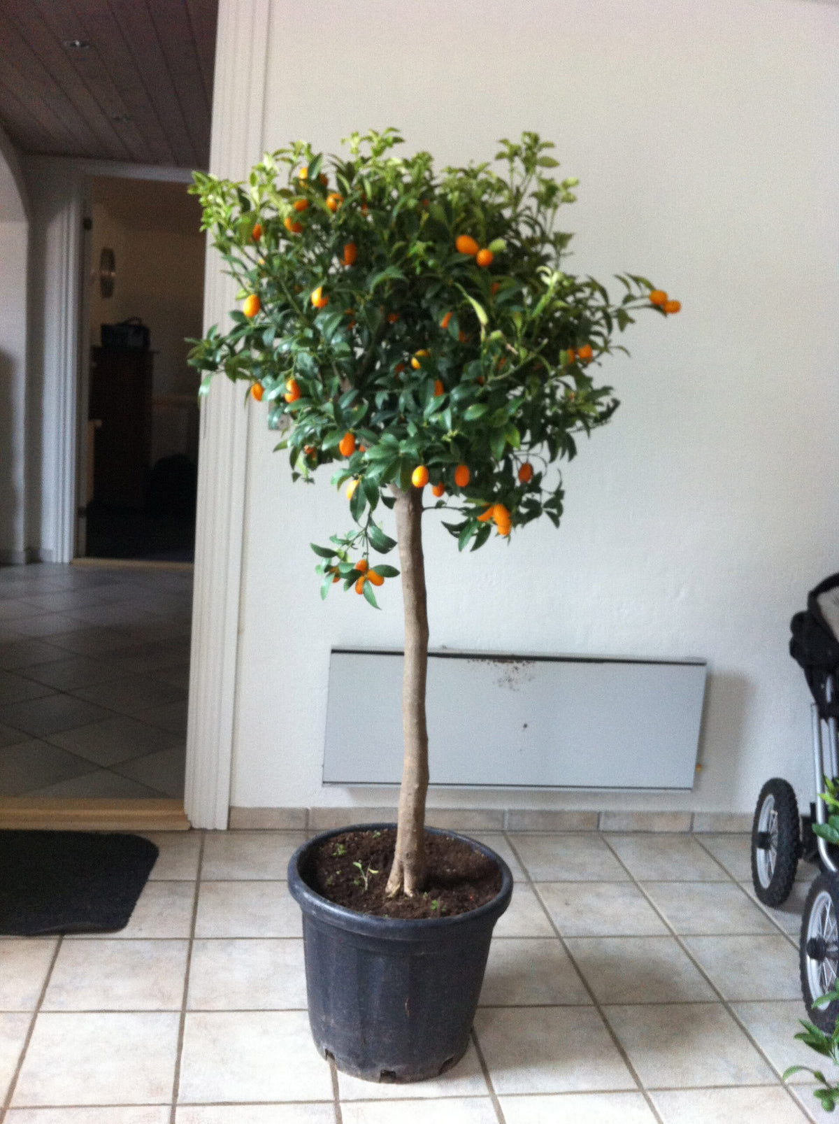 Kumquat - Fortunella japonica