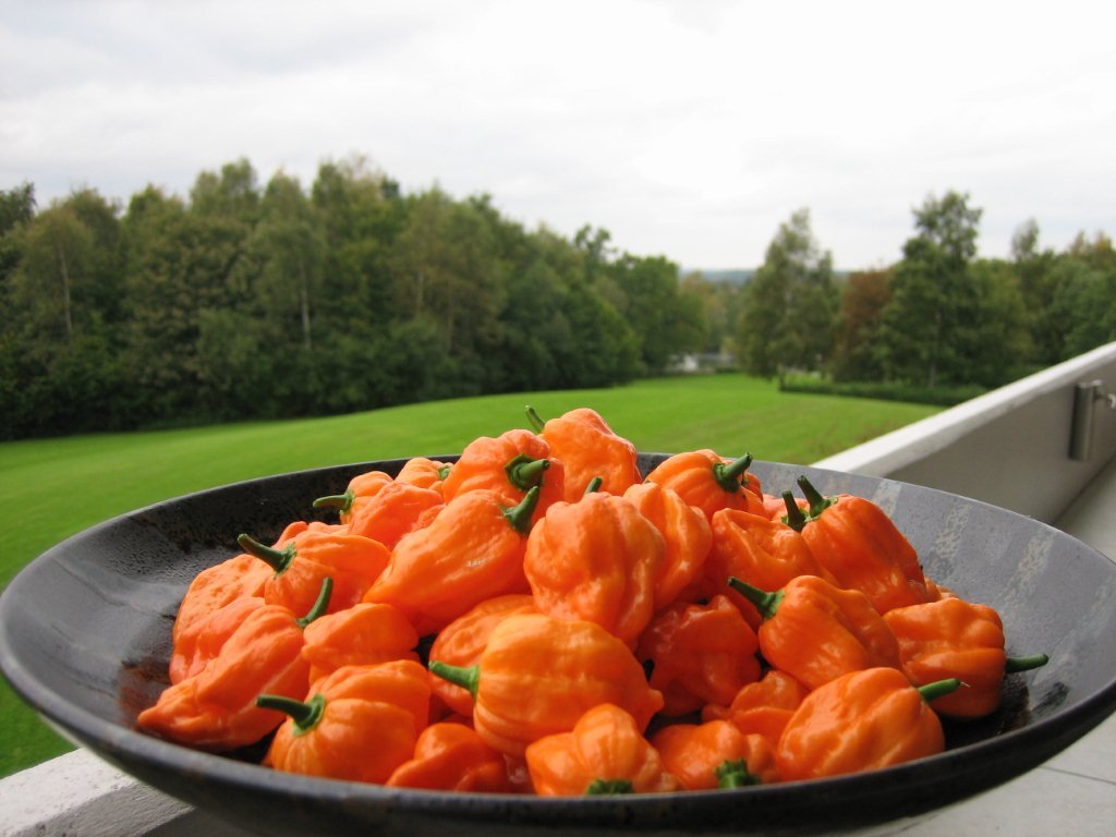 Bhut Orange Copenhagen - Plante