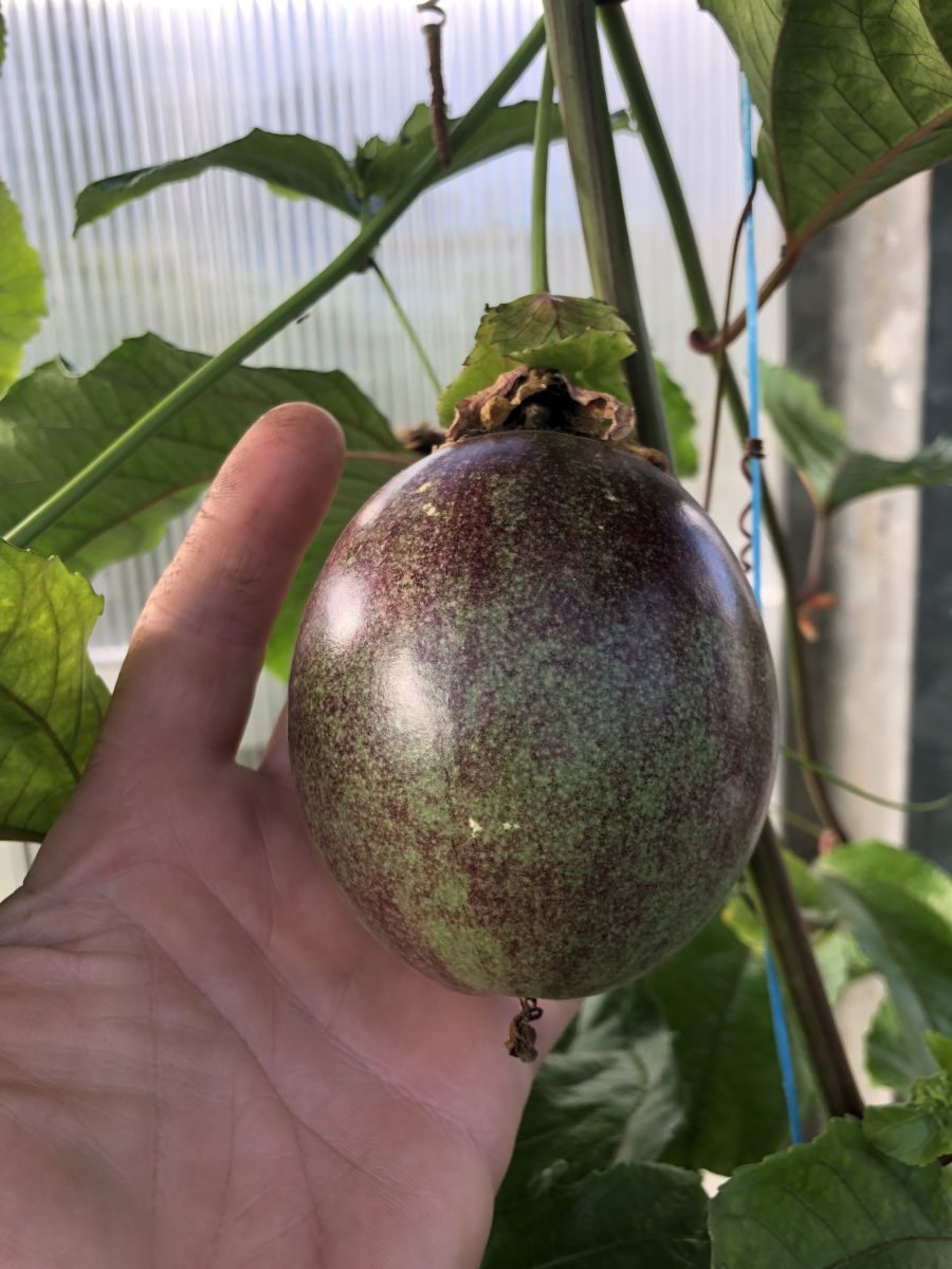 Passionsfrugt - Passiflora 'Lacey'
