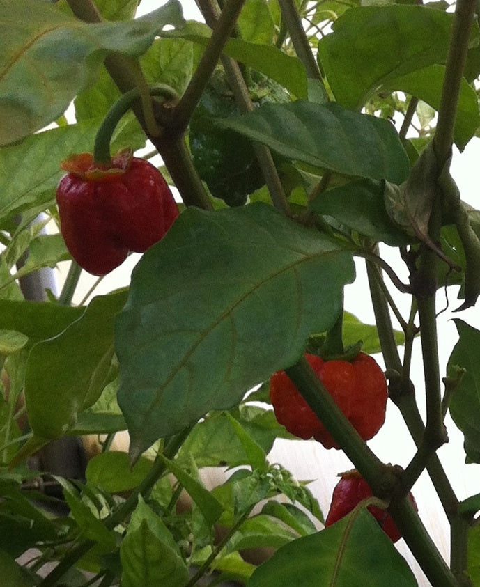 7 Pot Bubblegum - Plante