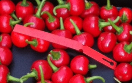 Bulgarian Apple - C. baccatum