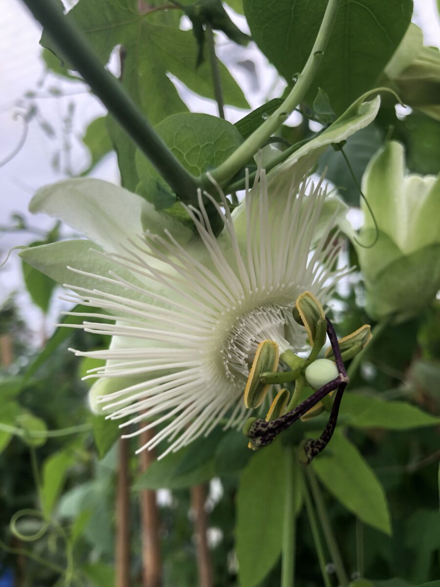 Passiflora 'Snow Queen' - plante