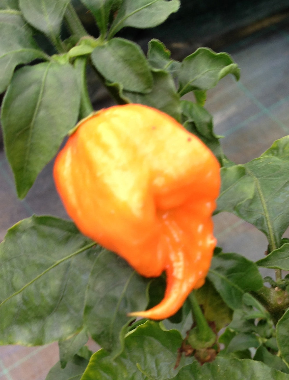 Bhut Orange Copenhagen - Frø - C. chinense
