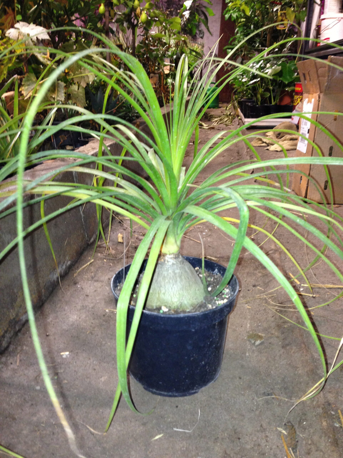 Elefantfod - Beaucarnea Recurvata