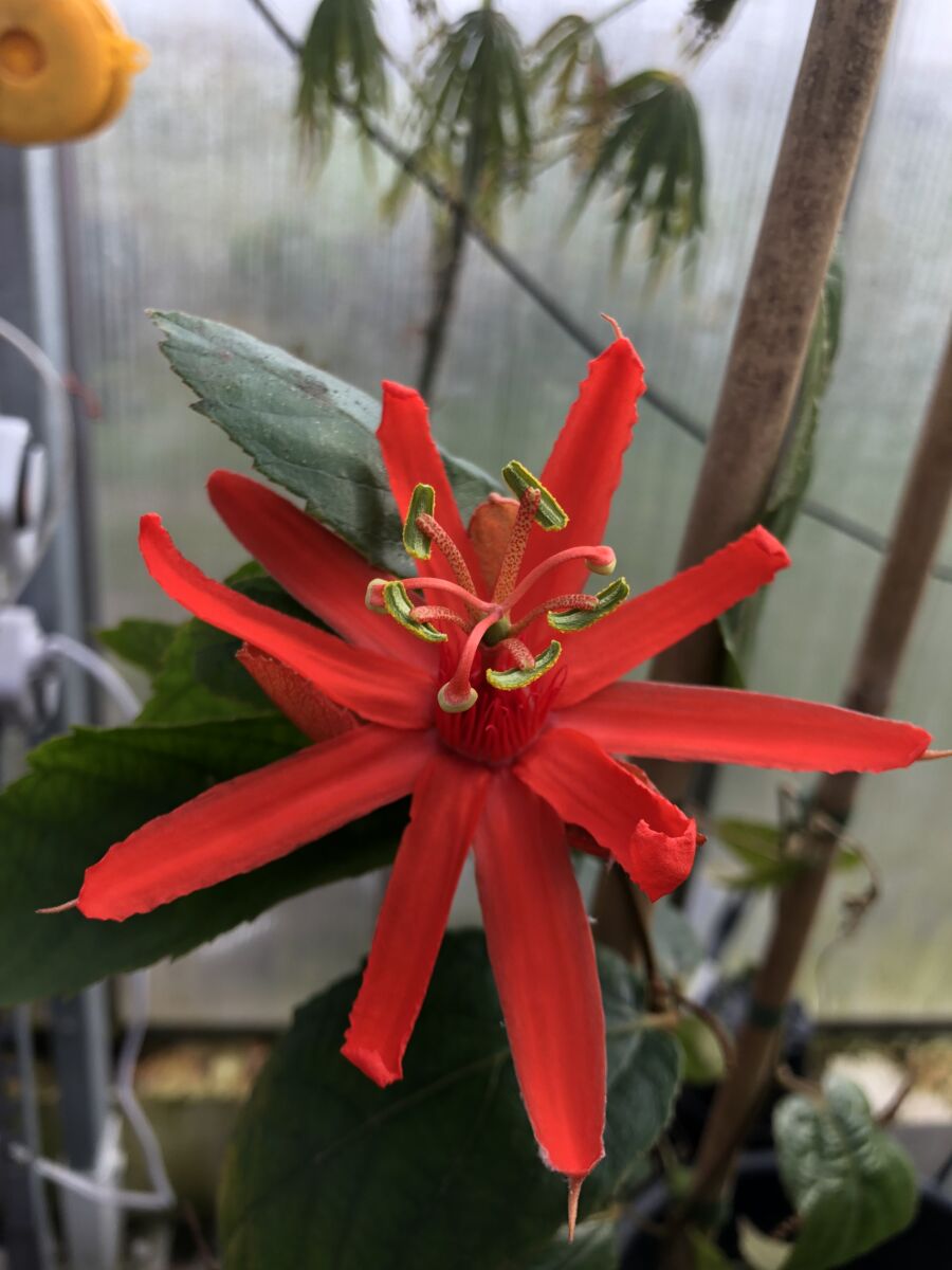 Passiflora 'Piresae' - plante