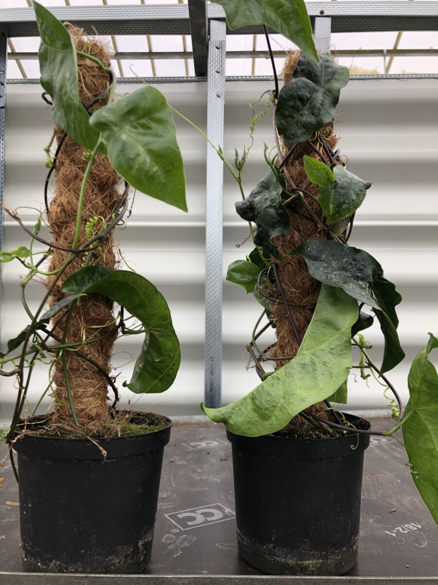 Passiflora coriacea - plante
