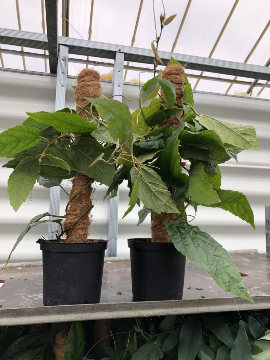 Passiflora 'Piresae' - plante