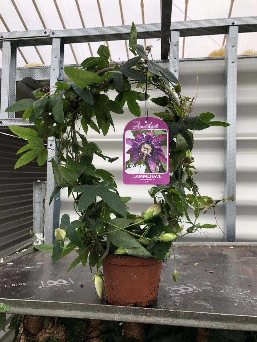 Passiflora ' Amethyst' - plante