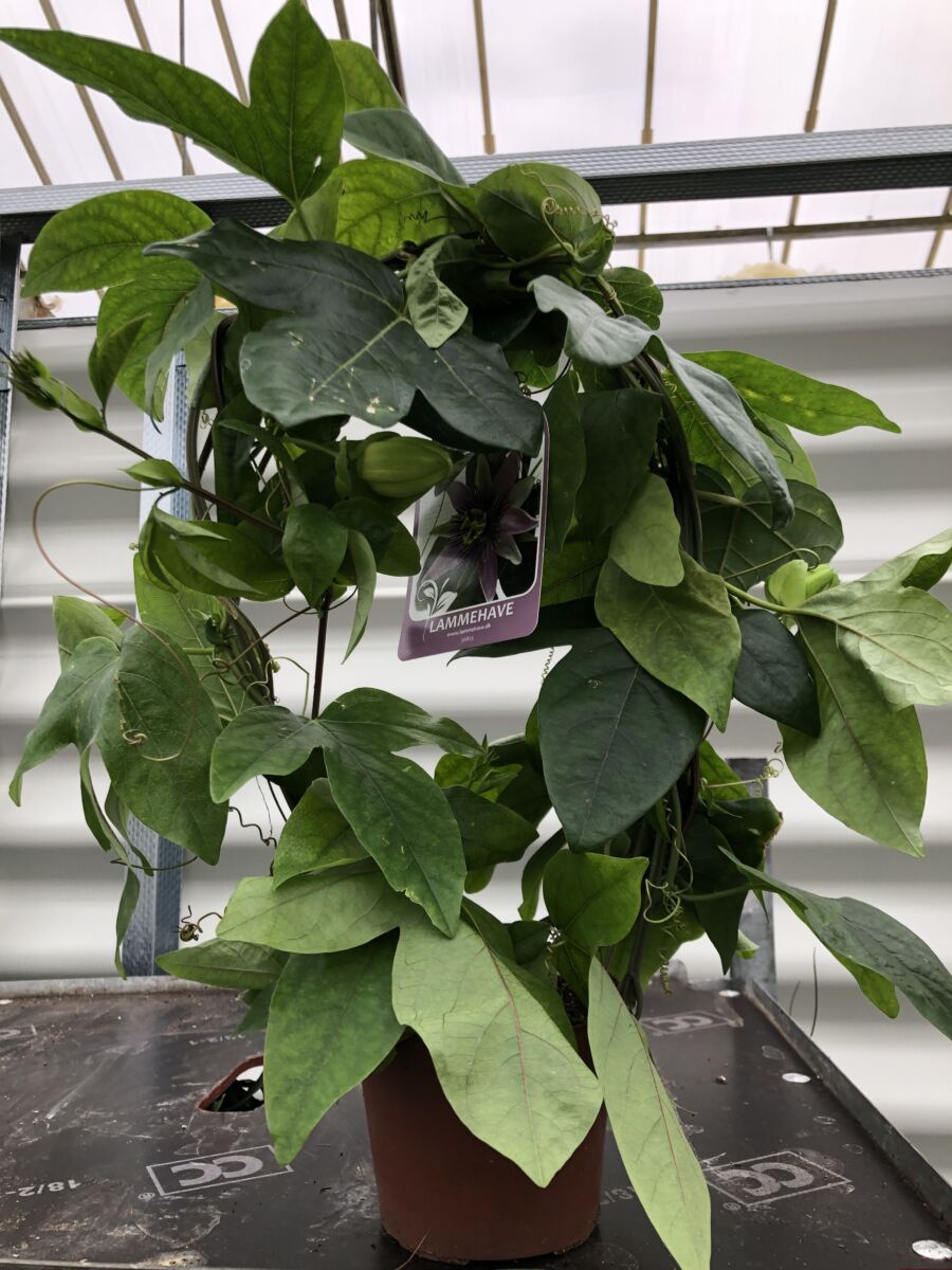 Passiflora 'Empress Euginie' - plante