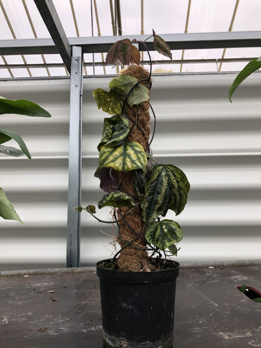 Passiflora organensis - plante