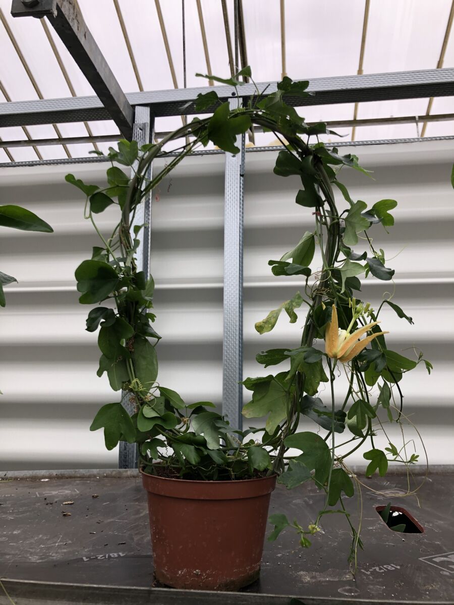 Passiflora aurantia - plante