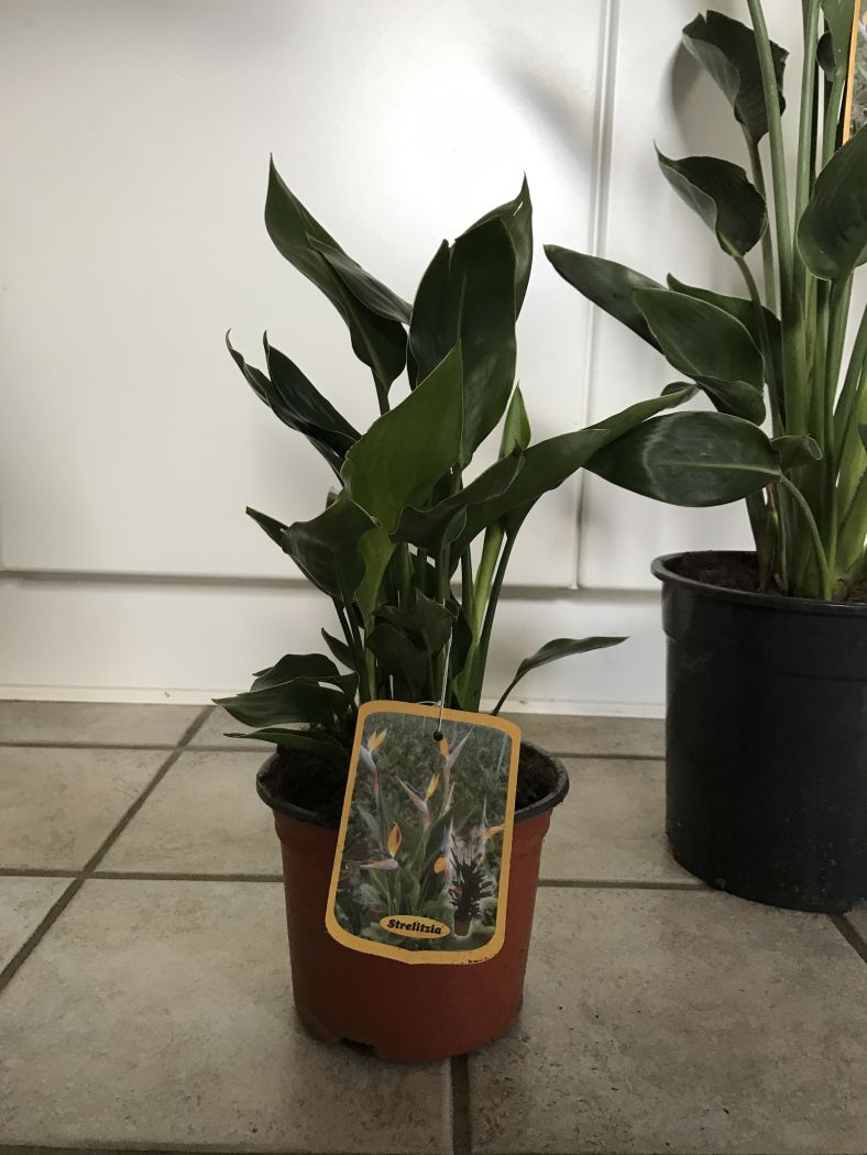 Strelitzia regina - Bird of Paradise Ø17cm