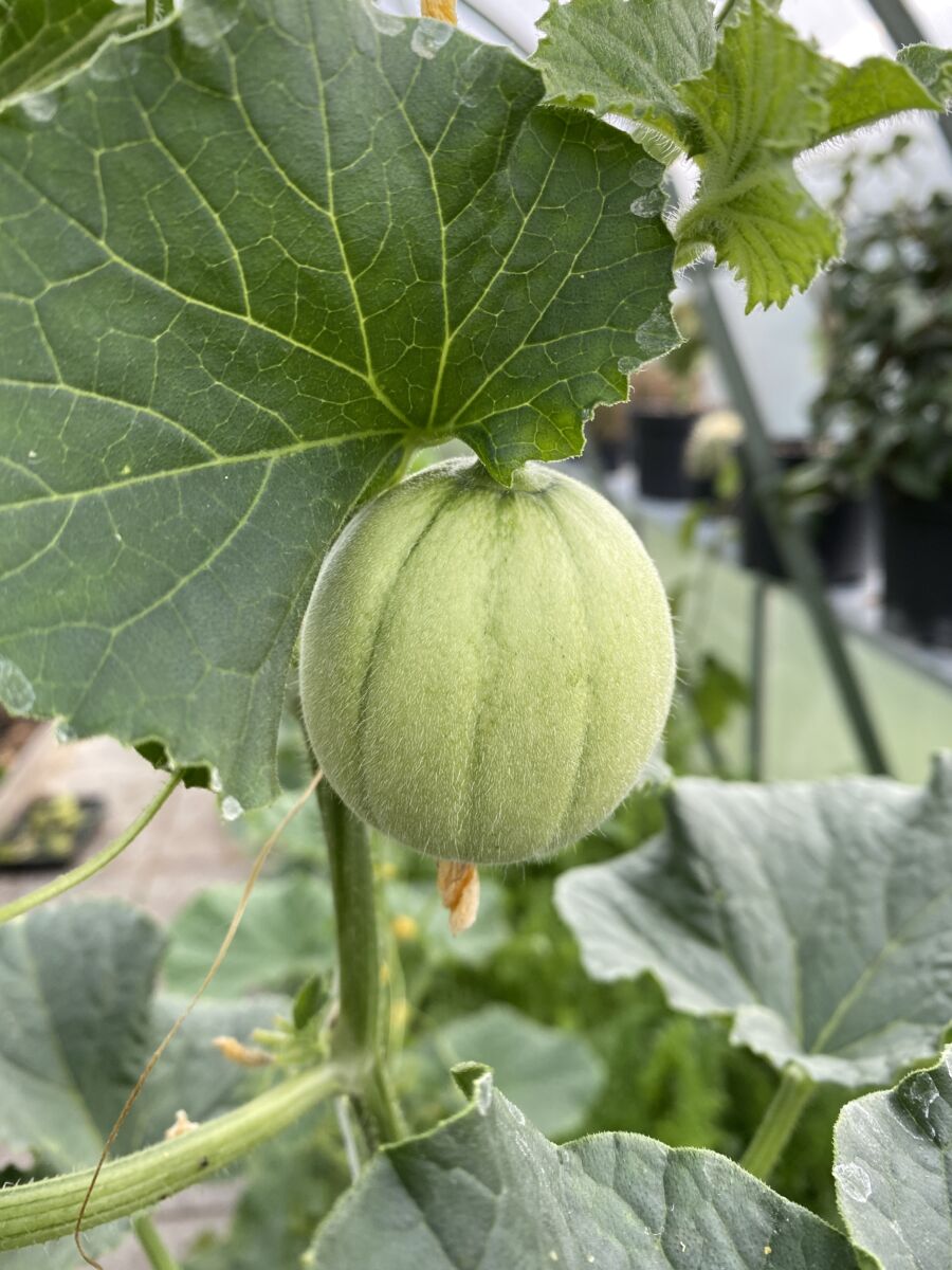 Yubari - Hokaido Melon