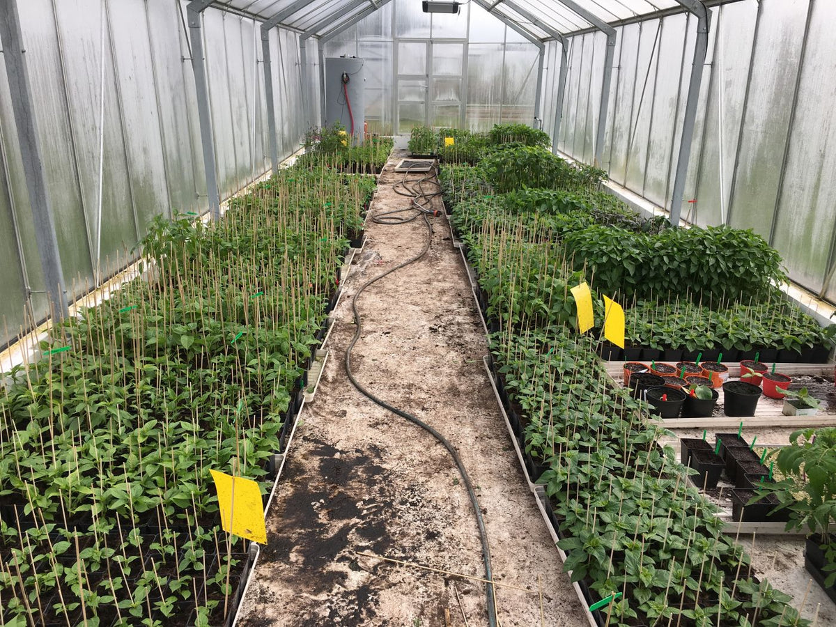 Bhut Jolokia Indian Carbon - Plante