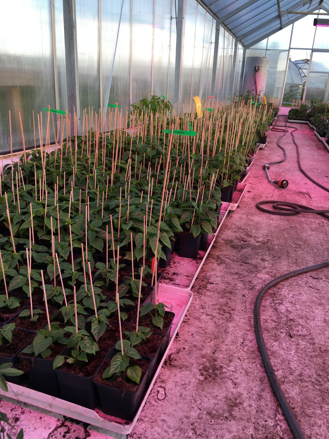 Bolivian rainbow - Plante