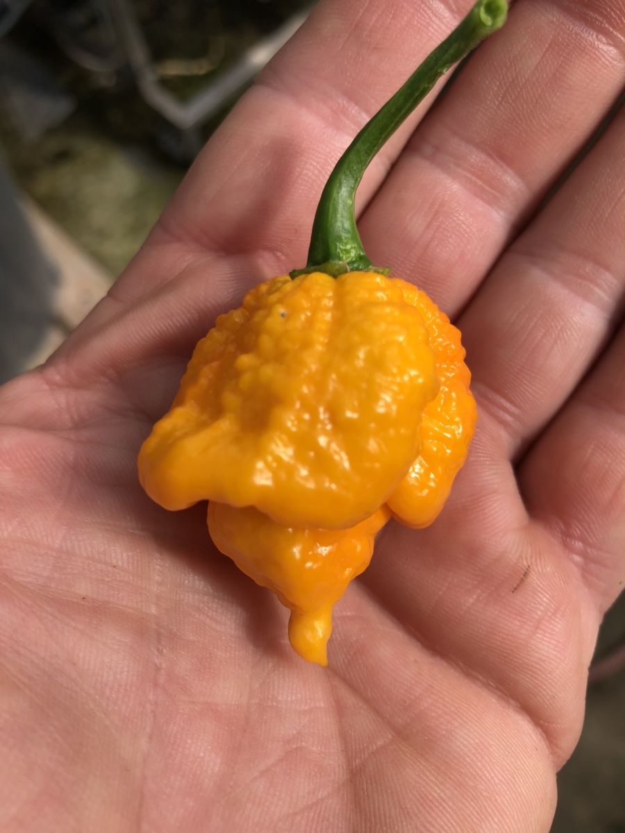 Carolina Reaper Yellow -  Friske frugter
