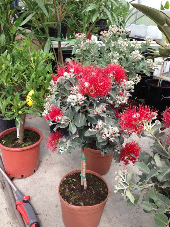 New Zealand Christmas tree - Metrosideros Thomasii