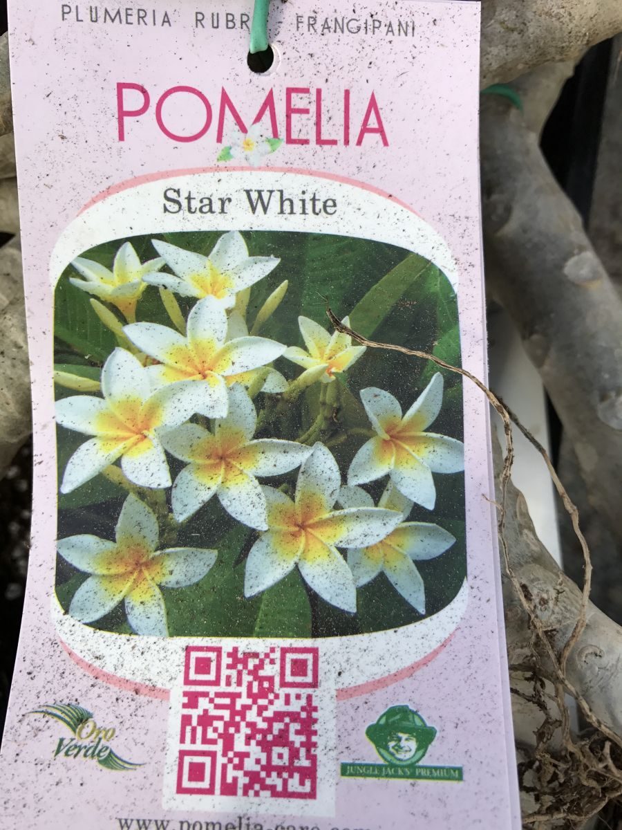 Plumeria - Star White - PLANTE!