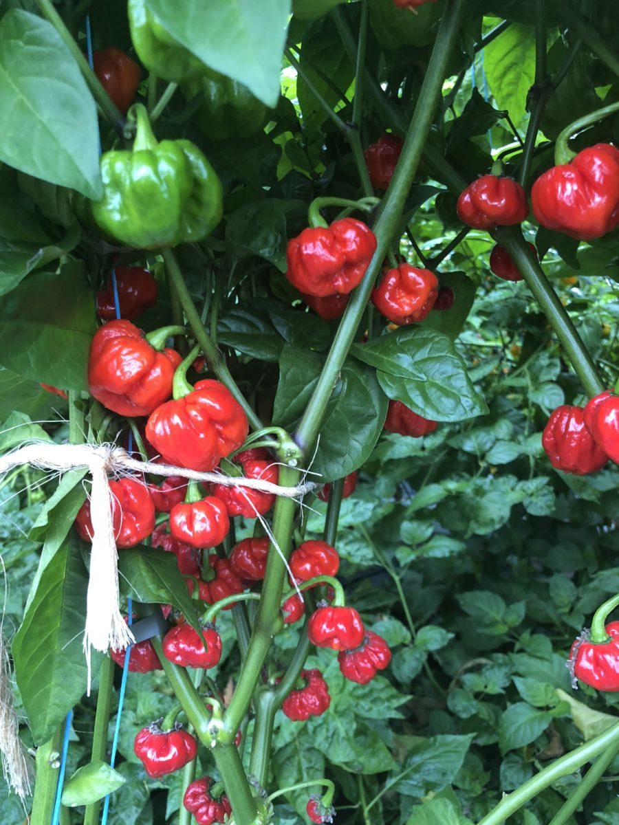 JMoA Scotch Bonnet Red - Friske frugter - 100 gram