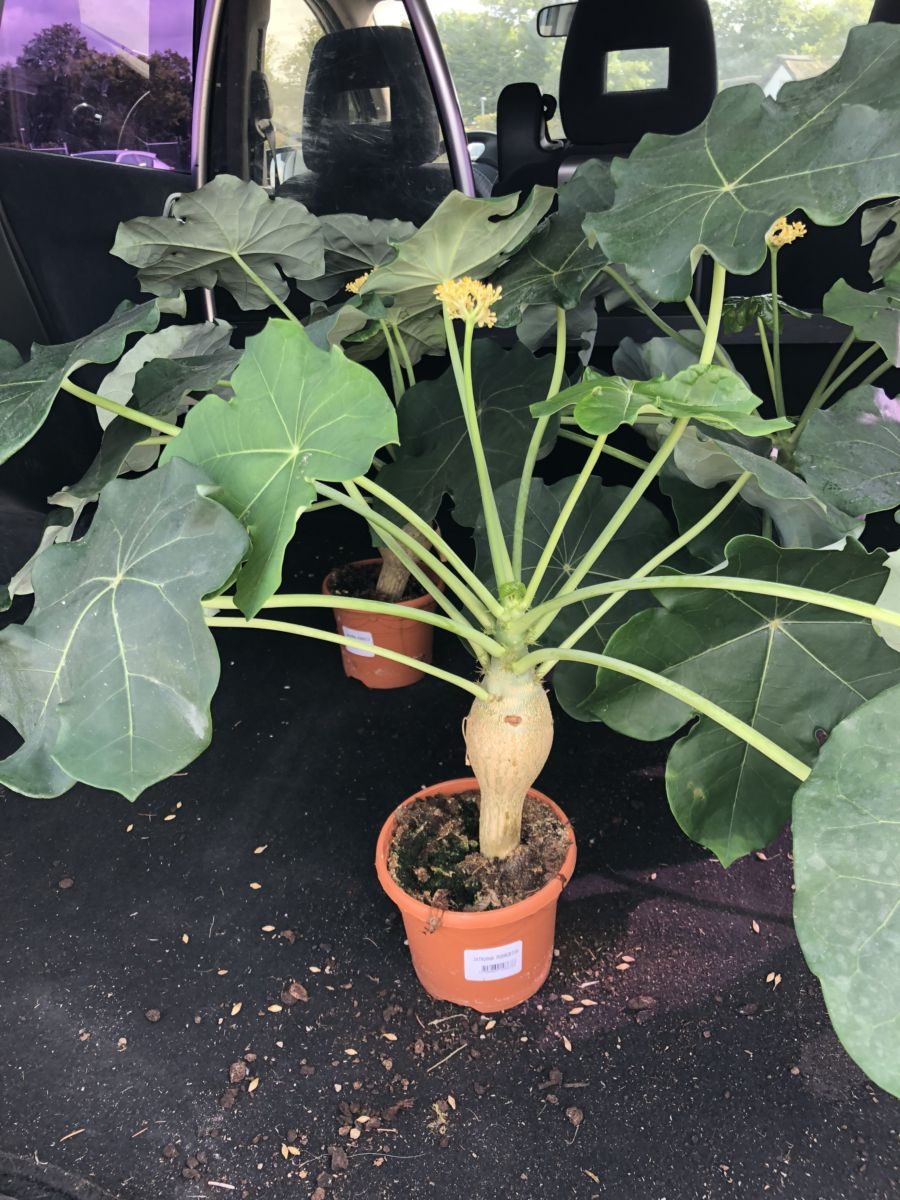 Purgér nød - Jatropha podagrica cv Tanzania - plante