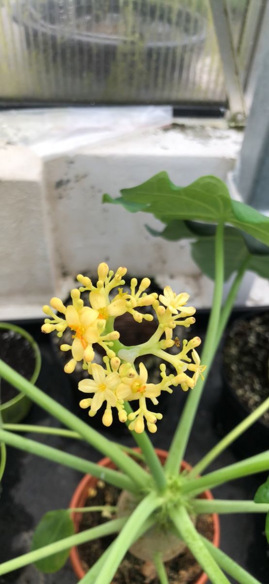 Purgér nød - Jatropha podagrica cv Tanzania - plante