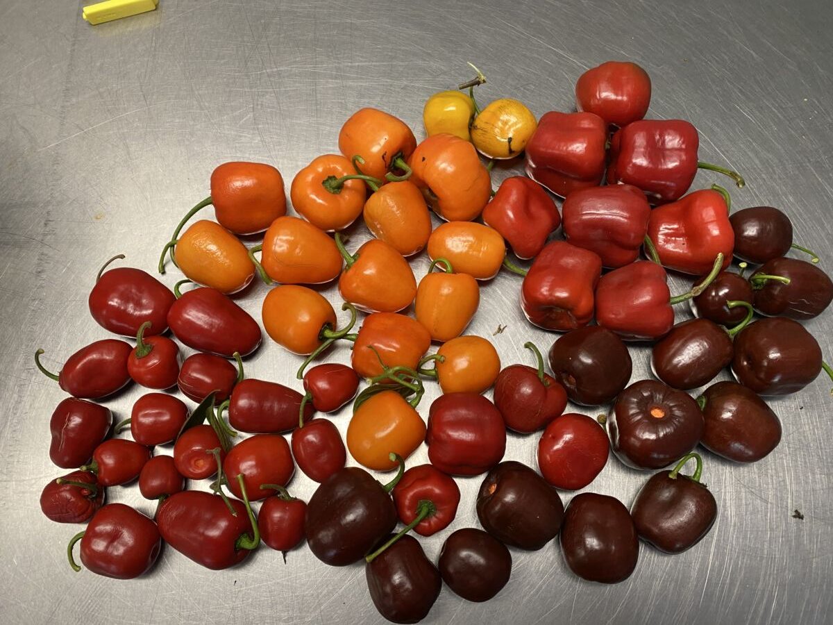 Rocoto mix - Friske chili