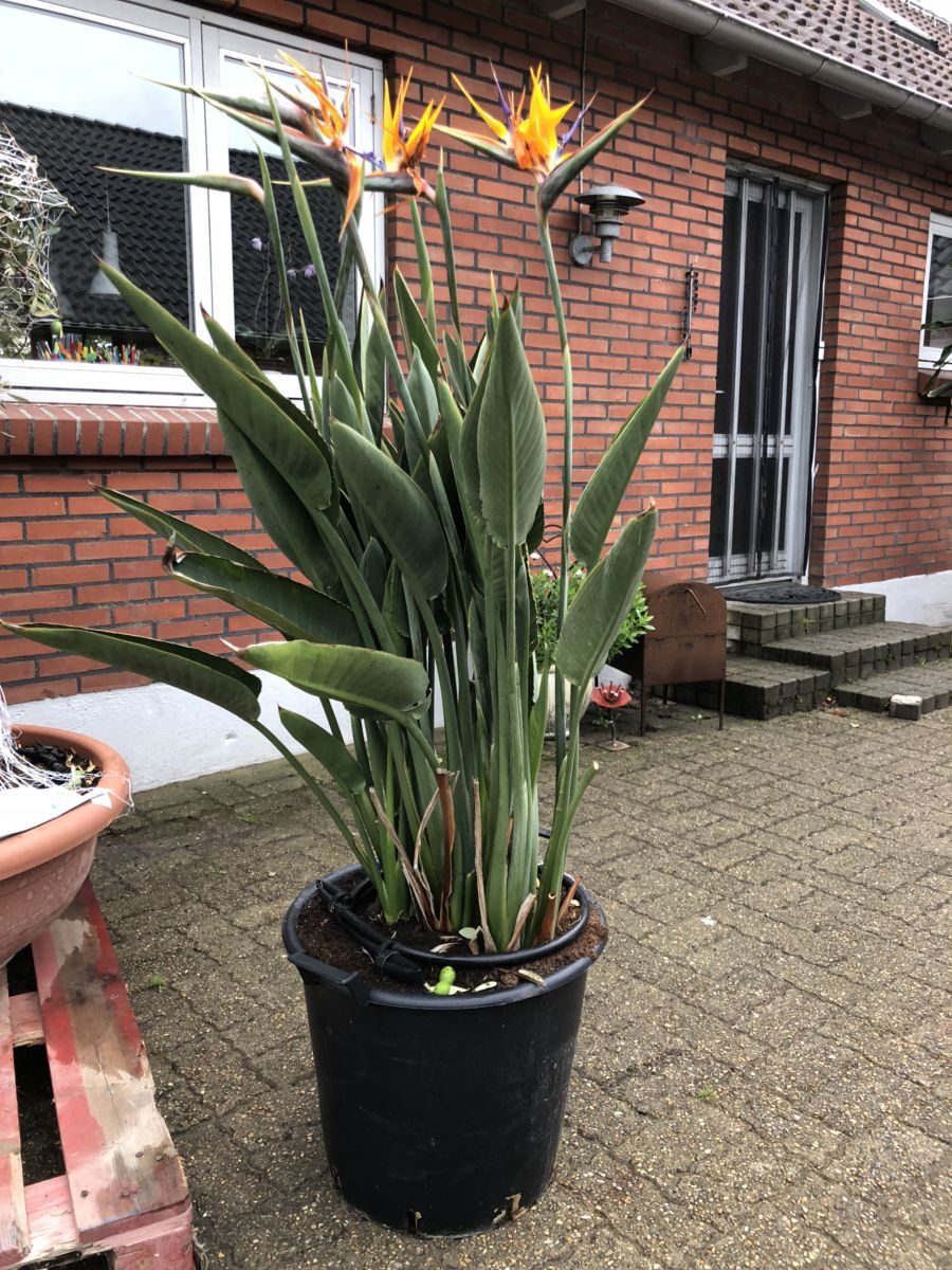 Strelitzia regina - Bird of Paradise 70L potte
