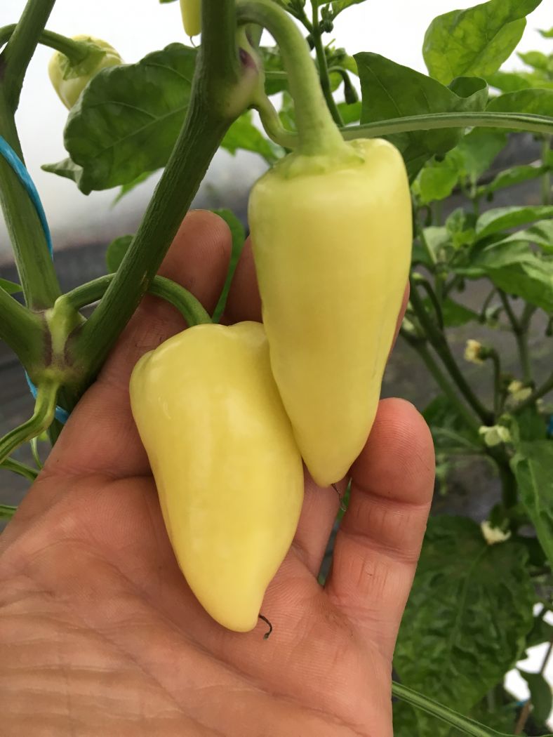 Santa Fe Grande - chili - 100 gram
